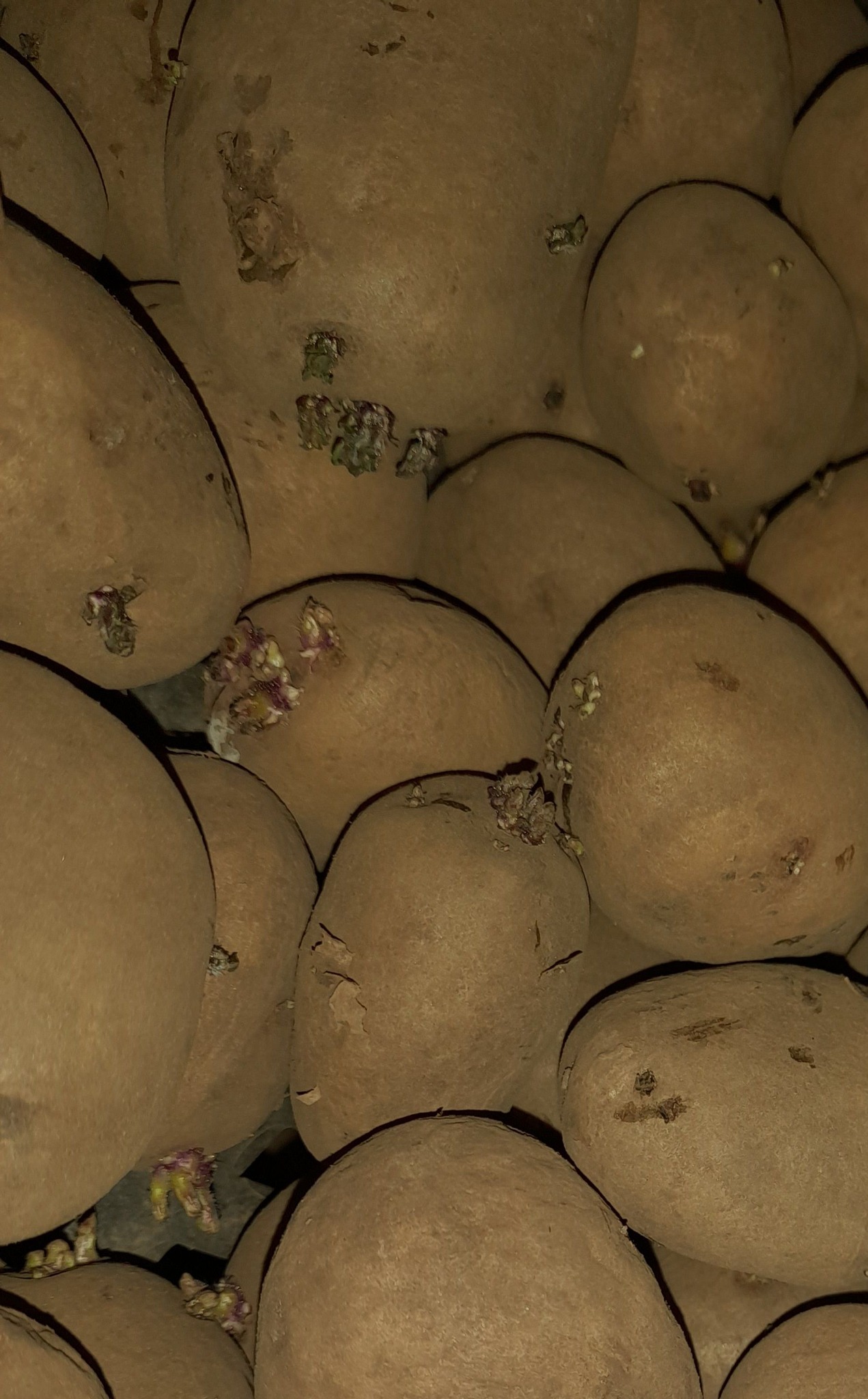 De aardappels bij Boerderijwinkel Lensing worden wakker en ontkiemen weer